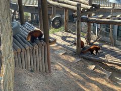 -大连森林动物园