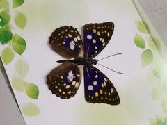 -上海昆虫博物馆