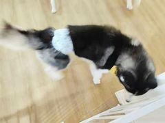 -Husky Go! 哈士奇体验馆·宠物咖啡厅狗咖