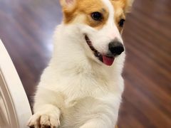 -柯斗斗主题餐厅·狗咖·围炉煮茶·茶饮(国瑞升平里店)