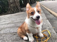 -东莞宠友24H宠物中心医院·转诊夜诊·异宠(新河北路院)