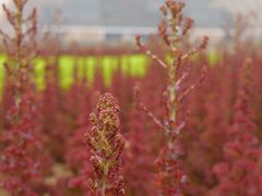 -中国天府农业博览园