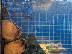 -连鹭海鲜·海肠捞饭·海胆饭(星海店)