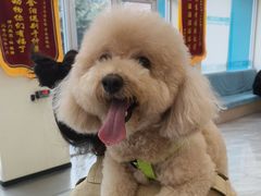 -德元·美联众合24小时动物医院(总院)