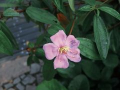 -武吉知马自然保护区