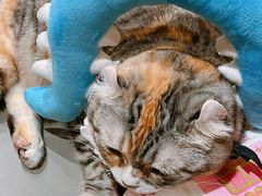 -MOCHA明星猫咖(田子坊店)