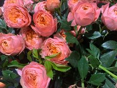 -循礼门鲜花花市(武汉循礼门店)