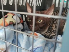 -伟伟宠物医院·瑞派猫友好医院·猫科(光谷店)