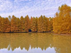 -上海海湾国家森林公园