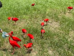 -广州长隆飞鸟乐园