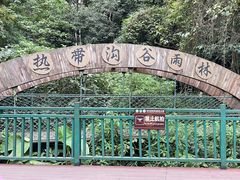 -西双版纳原始森林公园