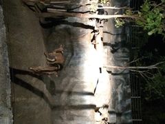清迈夜间动物园-清迈夜间动物园