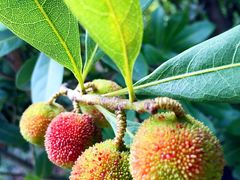 iphone_upload_pic-王家小院