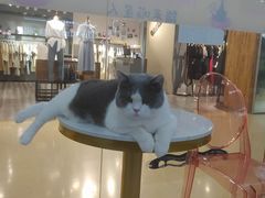-糯米喵星人·撸猫猫舍咖啡馆(西市场嘉华店)