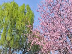 -洛阳市隋唐城遗址植物园