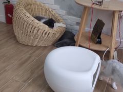 -李小姐の猫咖啡馆(五角场店)