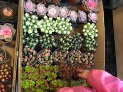 -双季花艺园艺市场(浦东店)