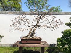 -扬州大运河文化旅游度假区·盆景园