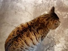 -万松老人塔