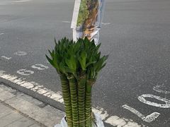 -花鸟鱼虫鲜花绿植市场(玉泉路店)