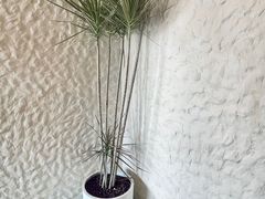 -Laures·月桂西班牙碳烤餐厅(十尚坊店)