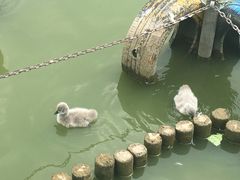 -无锡动物园·太湖欢乐园