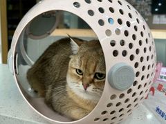 -艾贝尔宠物医院·24H转诊中心·肿瘤猫专科(江宁双龙店)