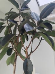 -HEYAN荷妍专业脱毛连锁机构