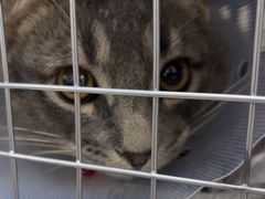 -中农国际动物医院24小时·猫科·骨科·急重症中心