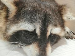 -浣熊柯尔鸭土拨鼠·电玩咖