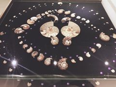 -青岛贝壳博物馆