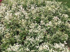 -松山湖南湖湾露营营地