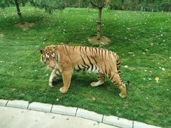 -北京野生动物园