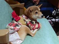 -猫色咖啡·猫咖