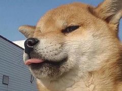 -古柏渡飞黄旅游区