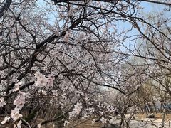 -塘沽森林公园