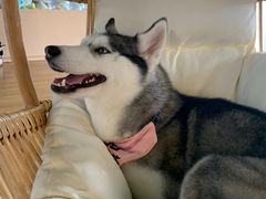 -Husky Go! 哈士奇体验馆·宠物咖啡厅狗咖