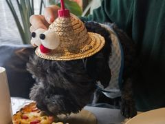 -百好乐宠物友好餐厅(朝外大街店)