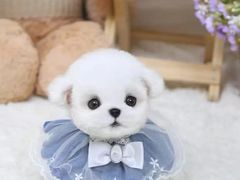 -萌宠之家·腊肠犬·马尔泰·小体犬舍