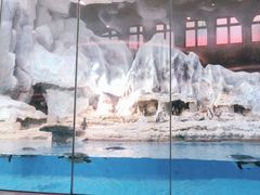 -帝企鹅自助餐厅•儿童岛•真企鹅(长隆企鹅酒店)