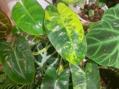 -Rabbit Cafe私房西餐甜点咖啡(栖霞路店)