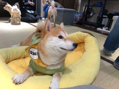 -逗柴咖啡屋·狗咖猫咖宠物桌游