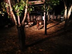 -清迈夜间动物园