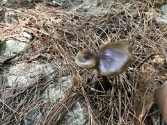 -铁山坪森林公园