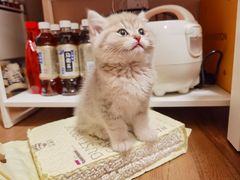 -糯米喵星人总部直营旗舰店·猫舍·幼猫出售