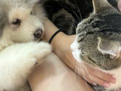 -李小姐の猫咖啡馆(五角场店)
