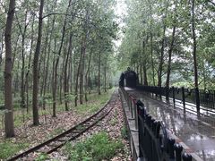 -合肥滨湖国家森林公园