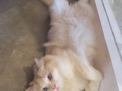 -瞄一喵猫咖(格力海岸店)