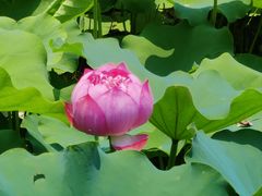 -莲花池公园