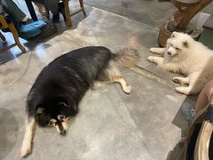 -more than meow吴止猫主题餐厅(承德 中船汇店)